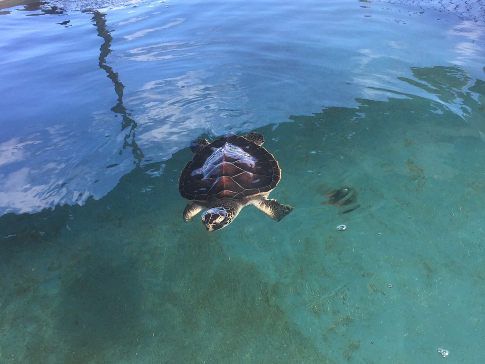 Brasilien - Camaçari - Kleine Meeres Schildkröte