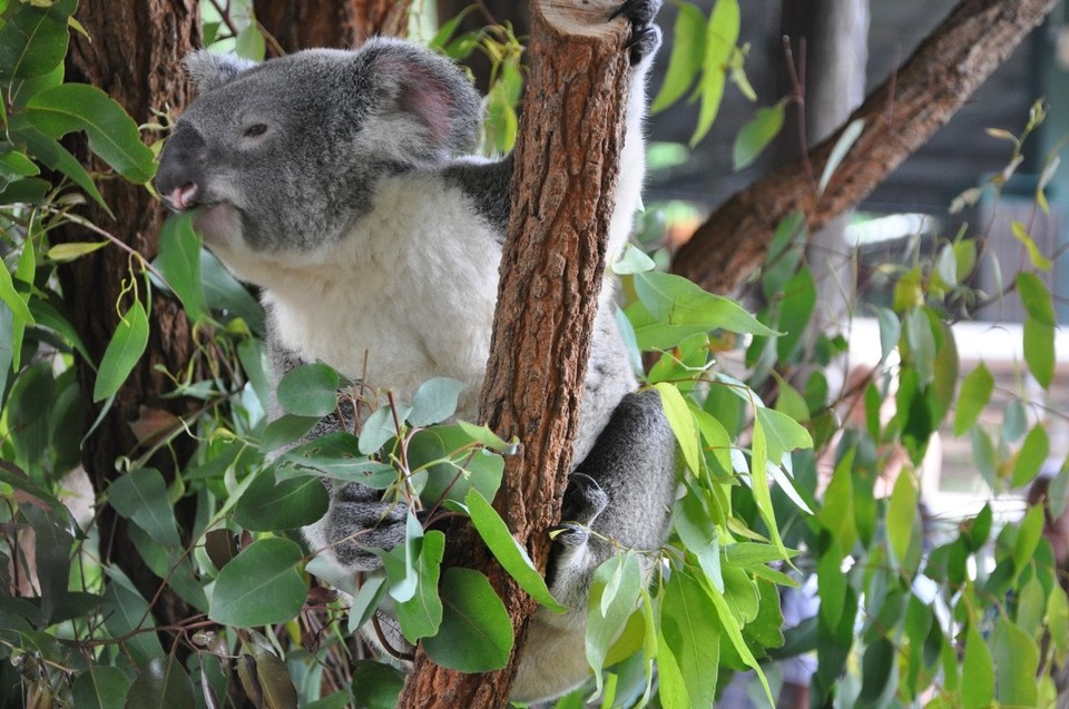 Australien - Noosa Heads - 