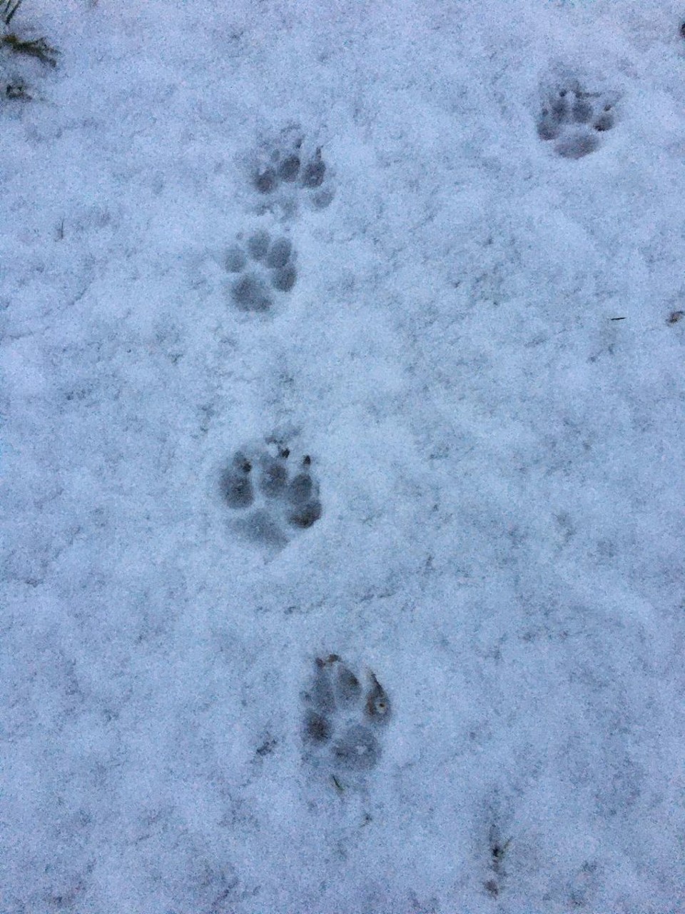 Deutschland - Ludwigshafen - Der 1. Schnee