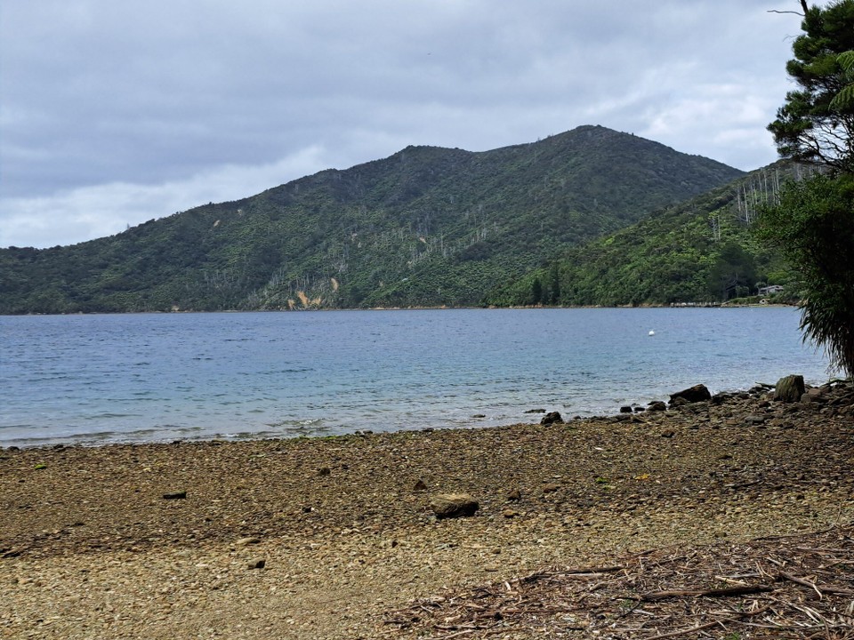 Neuseeland - Punga Cove - 