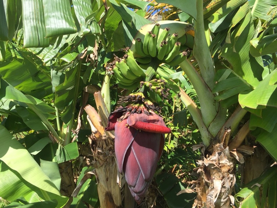 Vereinigte Staaten - Haiku-Pauwela - Bananenbaum vor unserer Terasse