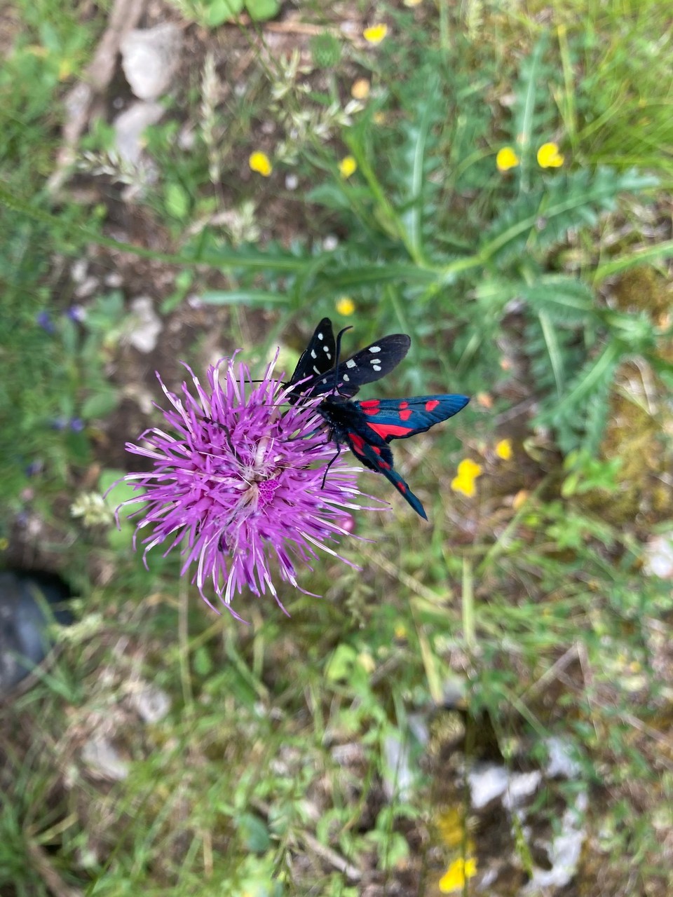Italien - Rocca Pietore - Auf dem Weg viele Blumen und Schmetterlinge 