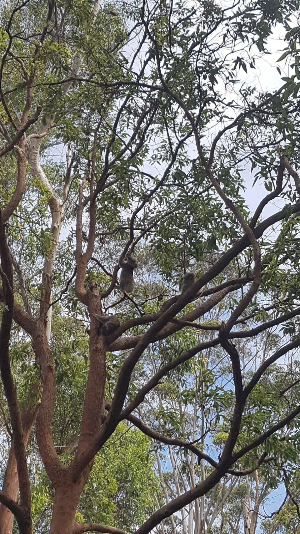 Australien - Arrawarra - Die kleinen Koala-Babys (Joeys)