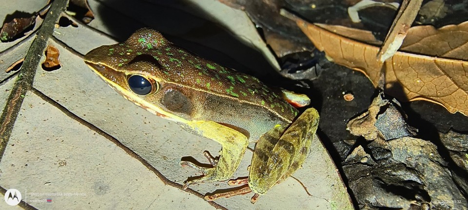 Costa Rica - La Fortuna - Sin Kolleg hemmer au no troffe