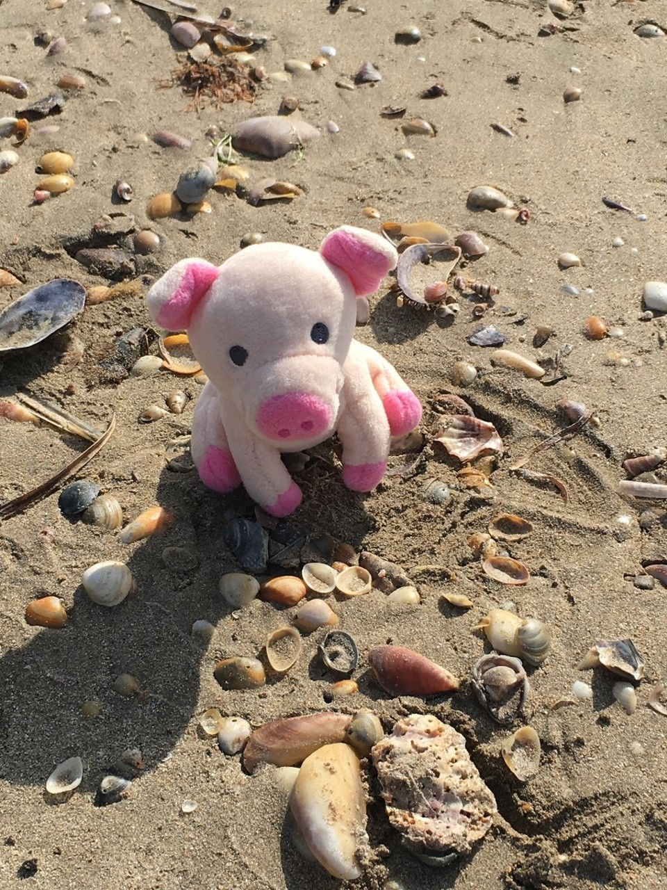Australien - Malua Bay - O diese Muscheln