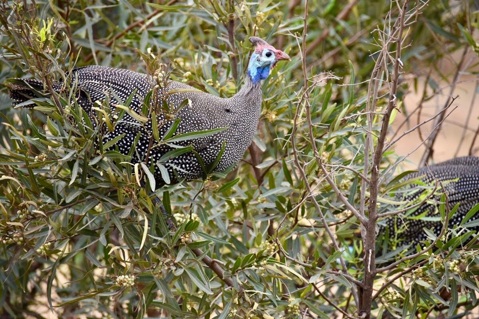 Südafrika - Mogwase - Helmperlhuhn