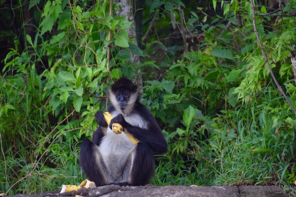 Mexiko - Catemaco - Banana geht immer...