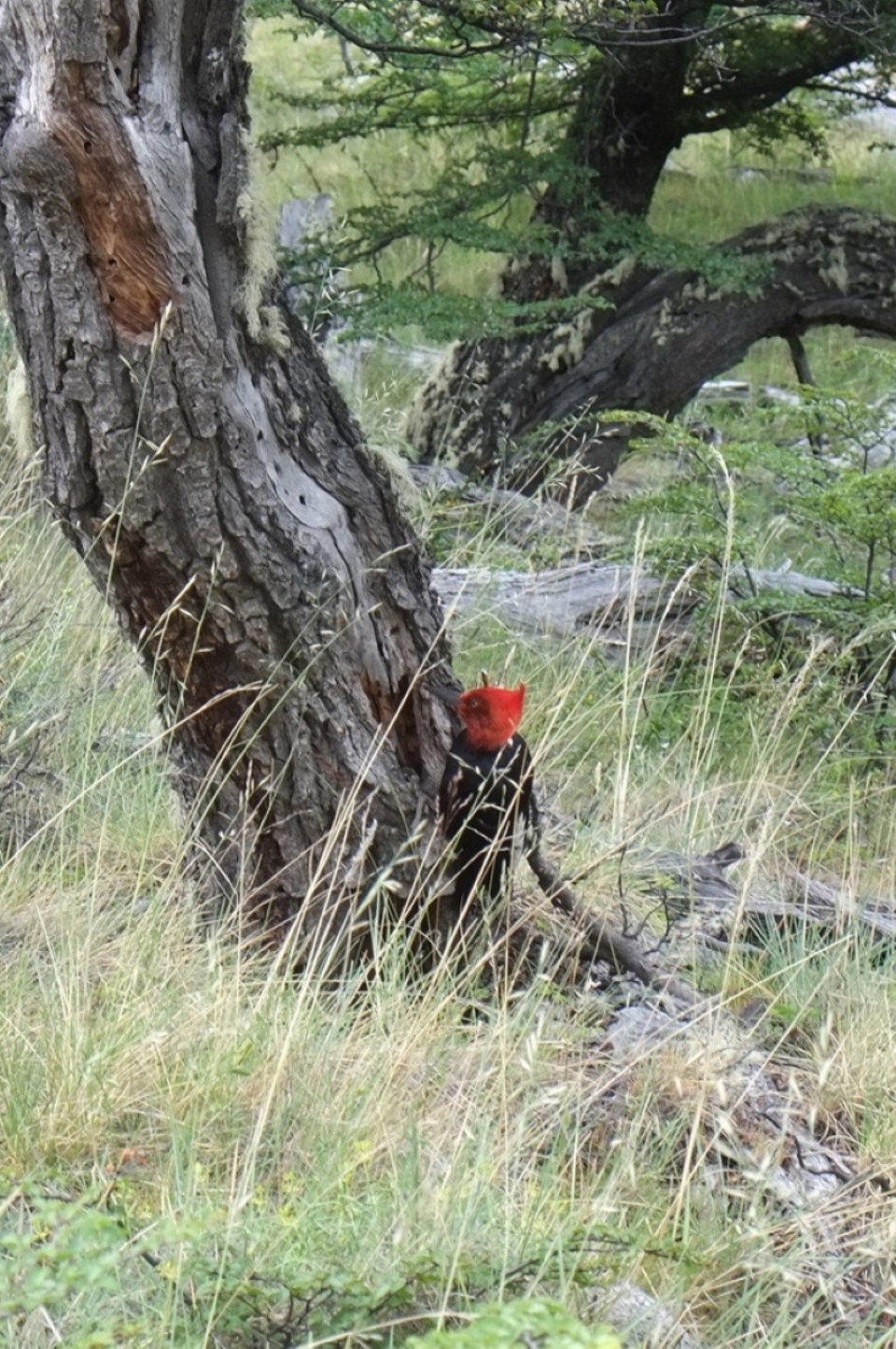 Argentina - El Chaltén - Woody Woodpecker