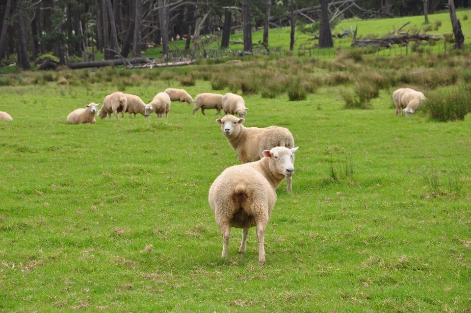 Neuseeland - Cape Reinga - Schönes Hinterteil