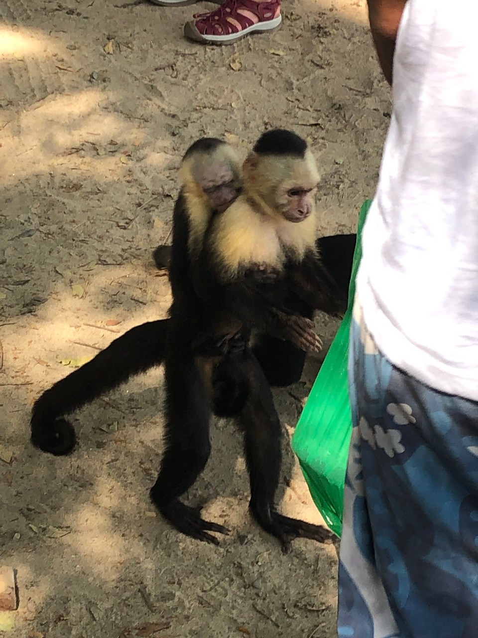 Costa Rica - Quepos - 