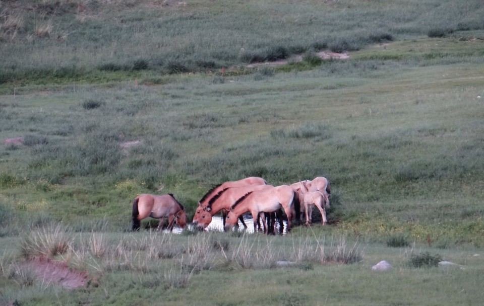 Mongolia - unbekannt - We were meant to stay 300m from them, but they came within about 30m orf the van - lucky we had the ranger with us