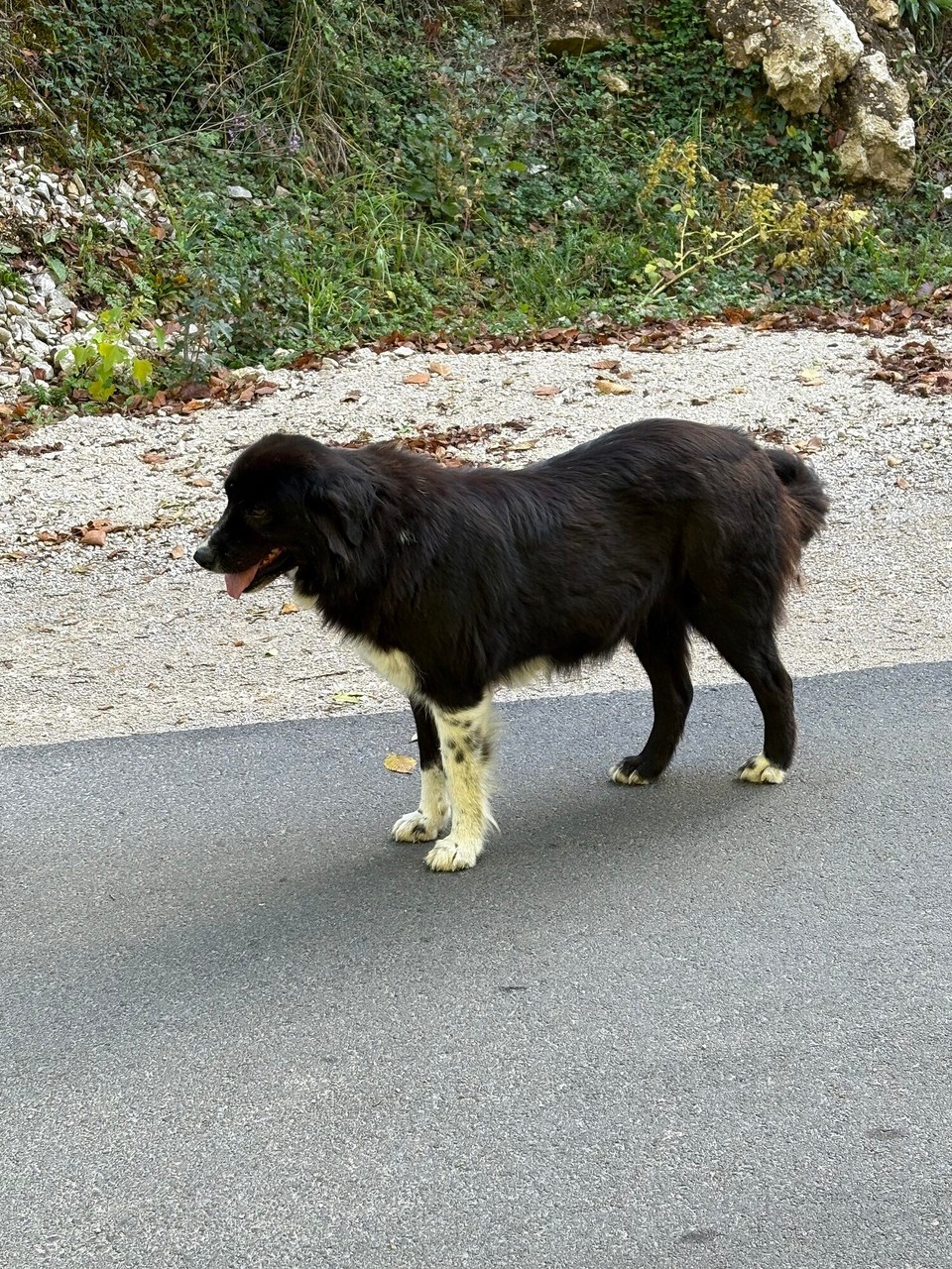 Kroatien - Čatrnja - Tierische Begleitung auf dem Weg in den Nationalpark 