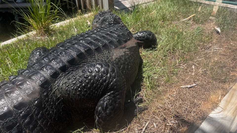 Vereinigte Staaten - Islamorada - Theater of the seas