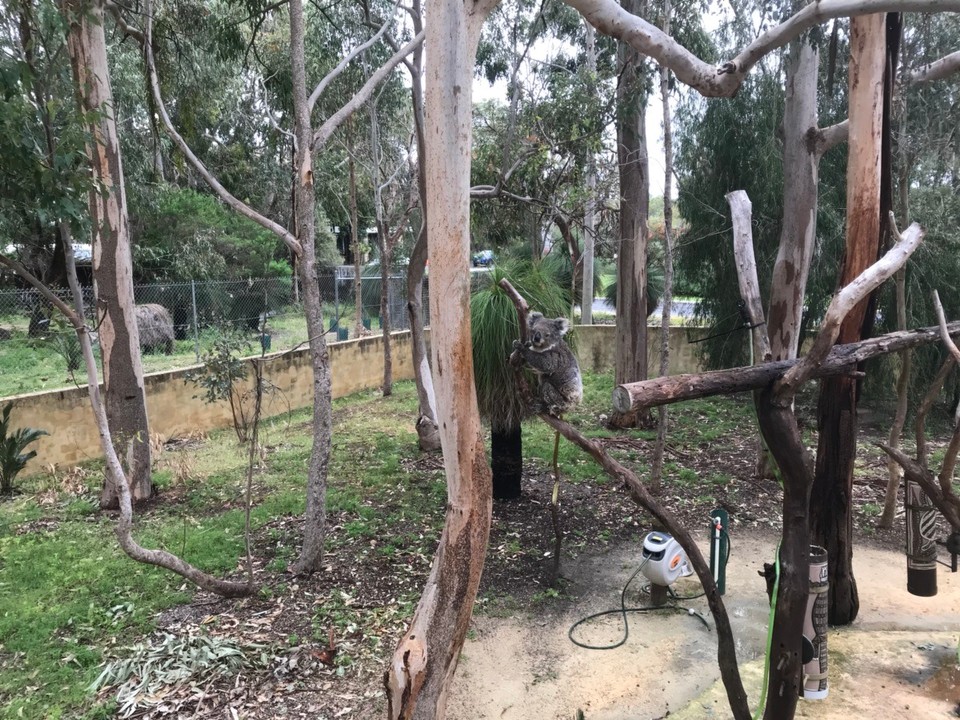 Australien - Ascot - Koala