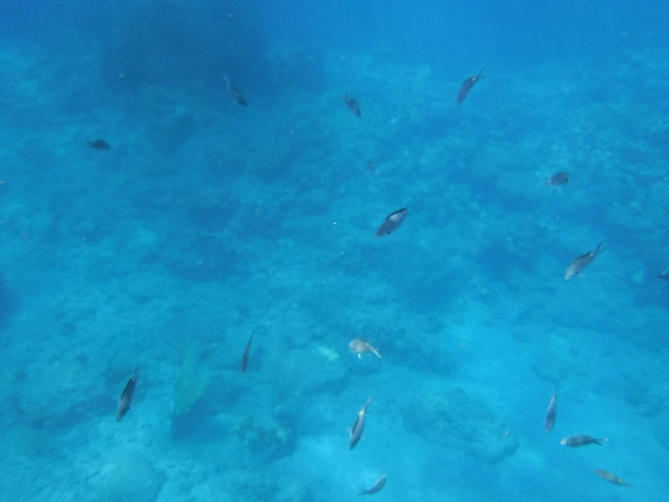 Dominica -  - 