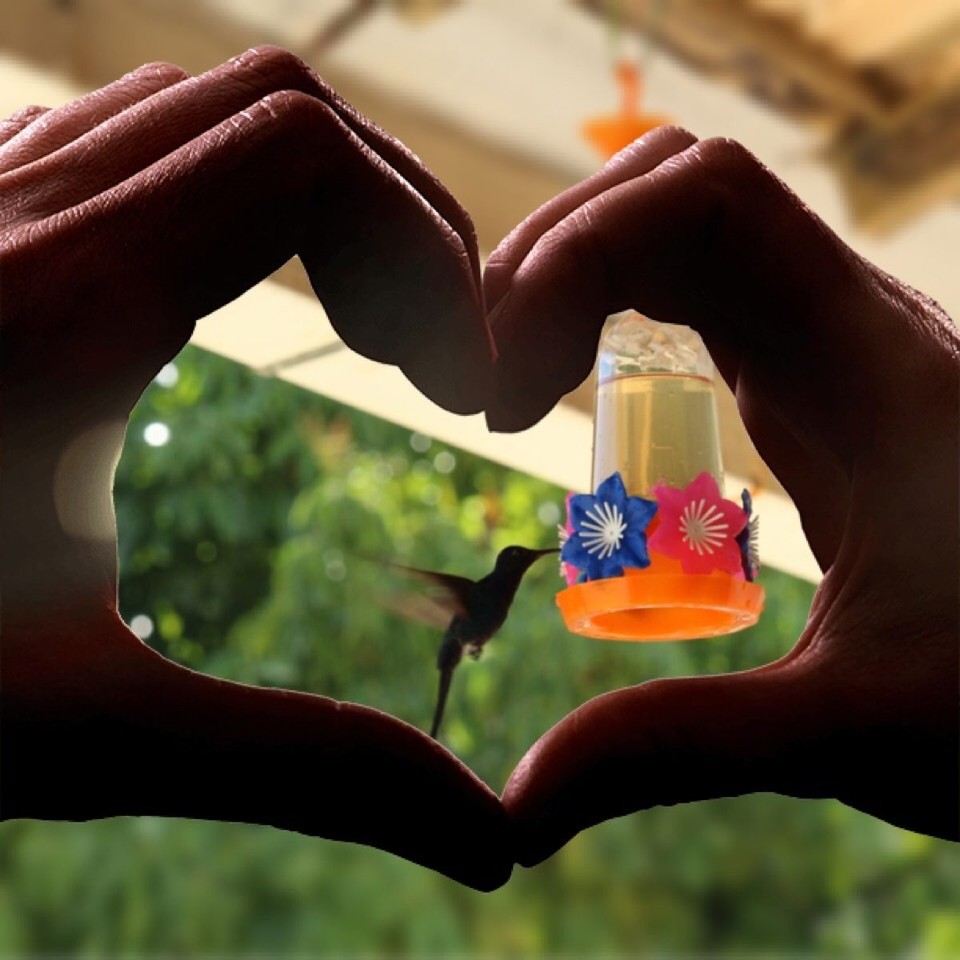 Brasilien - Salvador - Balkon in unserer Pousada Besuch vom Kolibri 