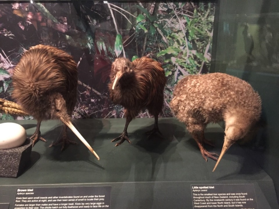 Neuseeland - Timaru - 