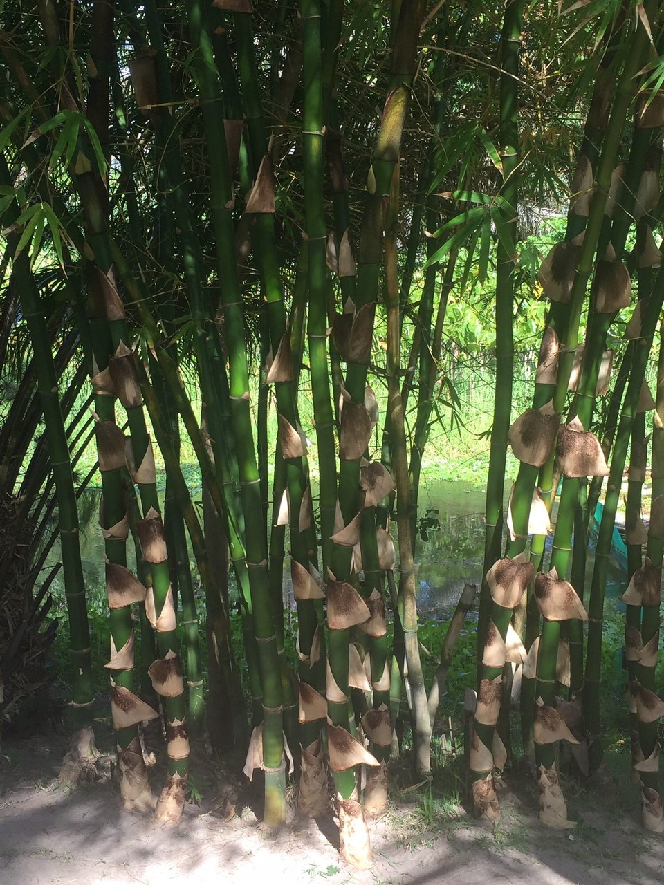 Brasilien - Salvador - Garten am Dluss Villa Cactus