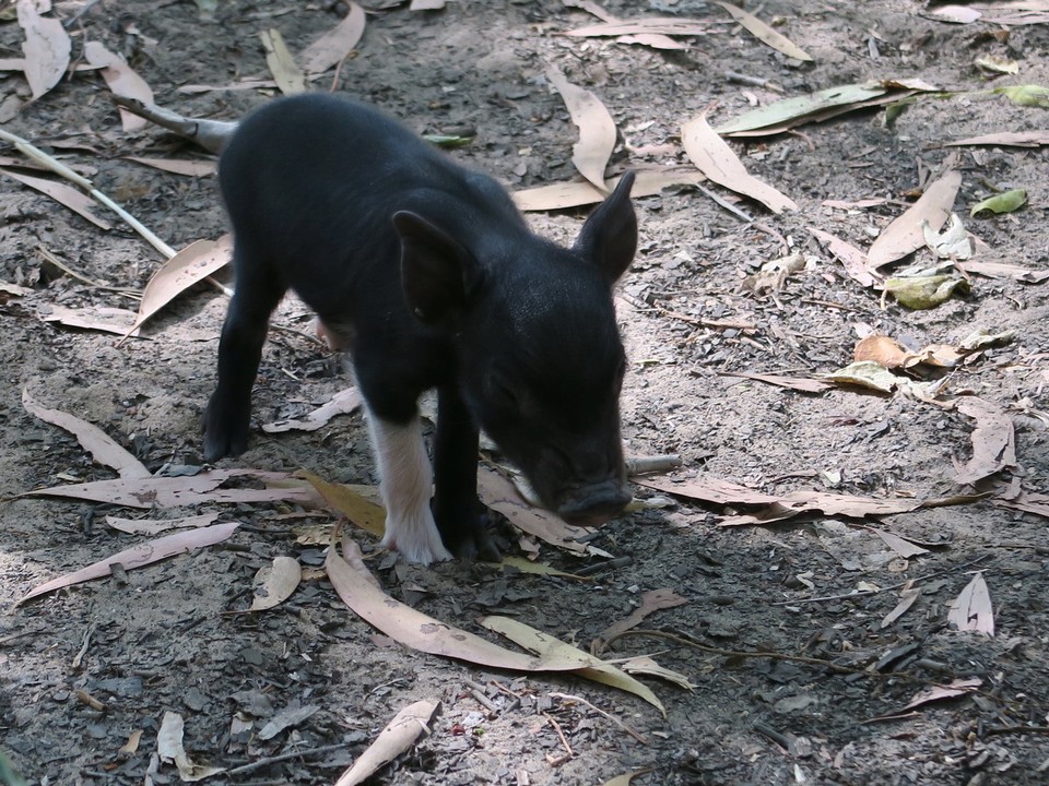 Australia - Kakadu - Marcassin abandonné... Il nous a longtemps suivi mais on a du partir sans lui