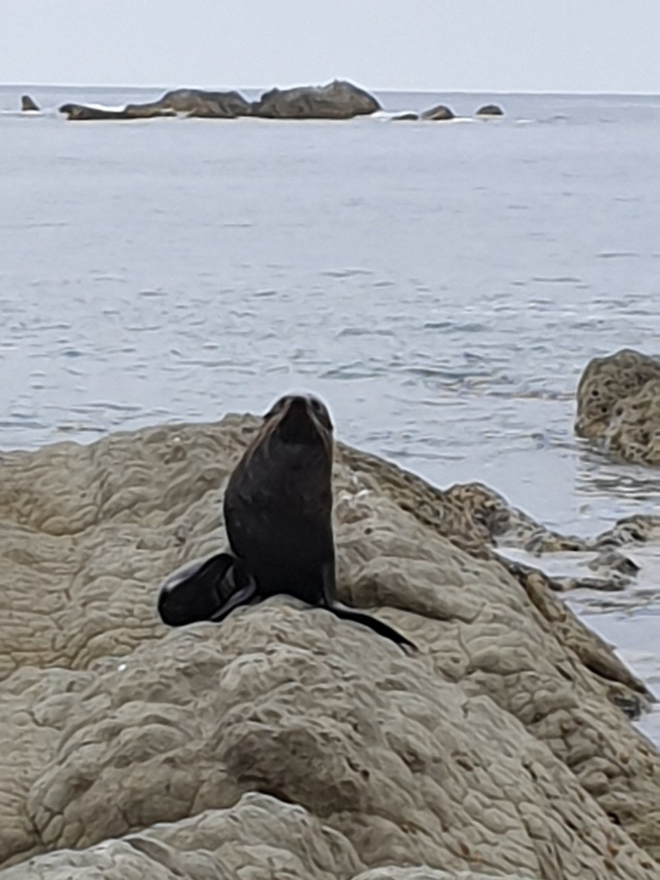 Neuseeland - Kaikoura - 