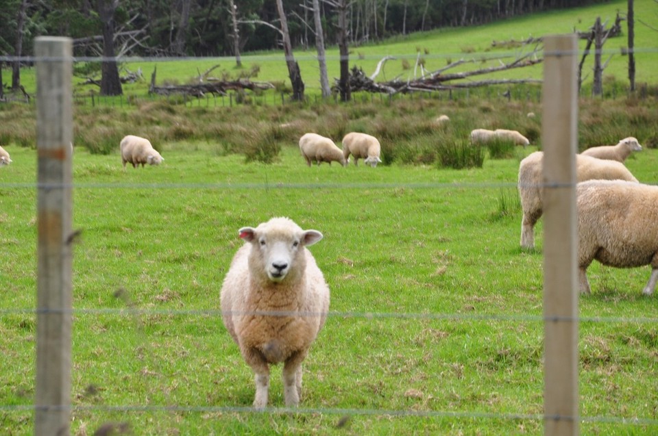 Neuseeland - Mangonui - in Neuseeland hat es Schafe...