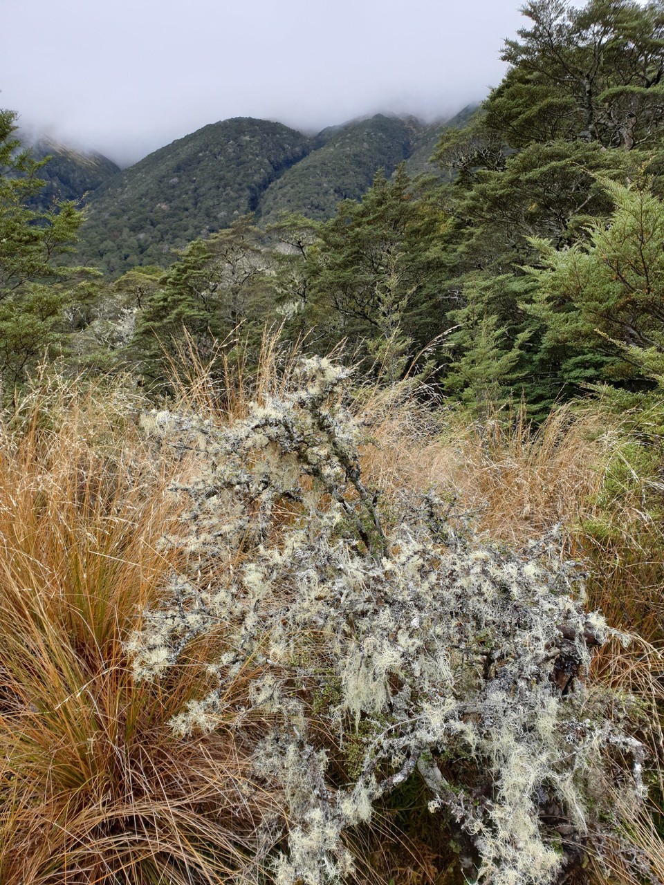 Neuseeland - Kaikoura - 