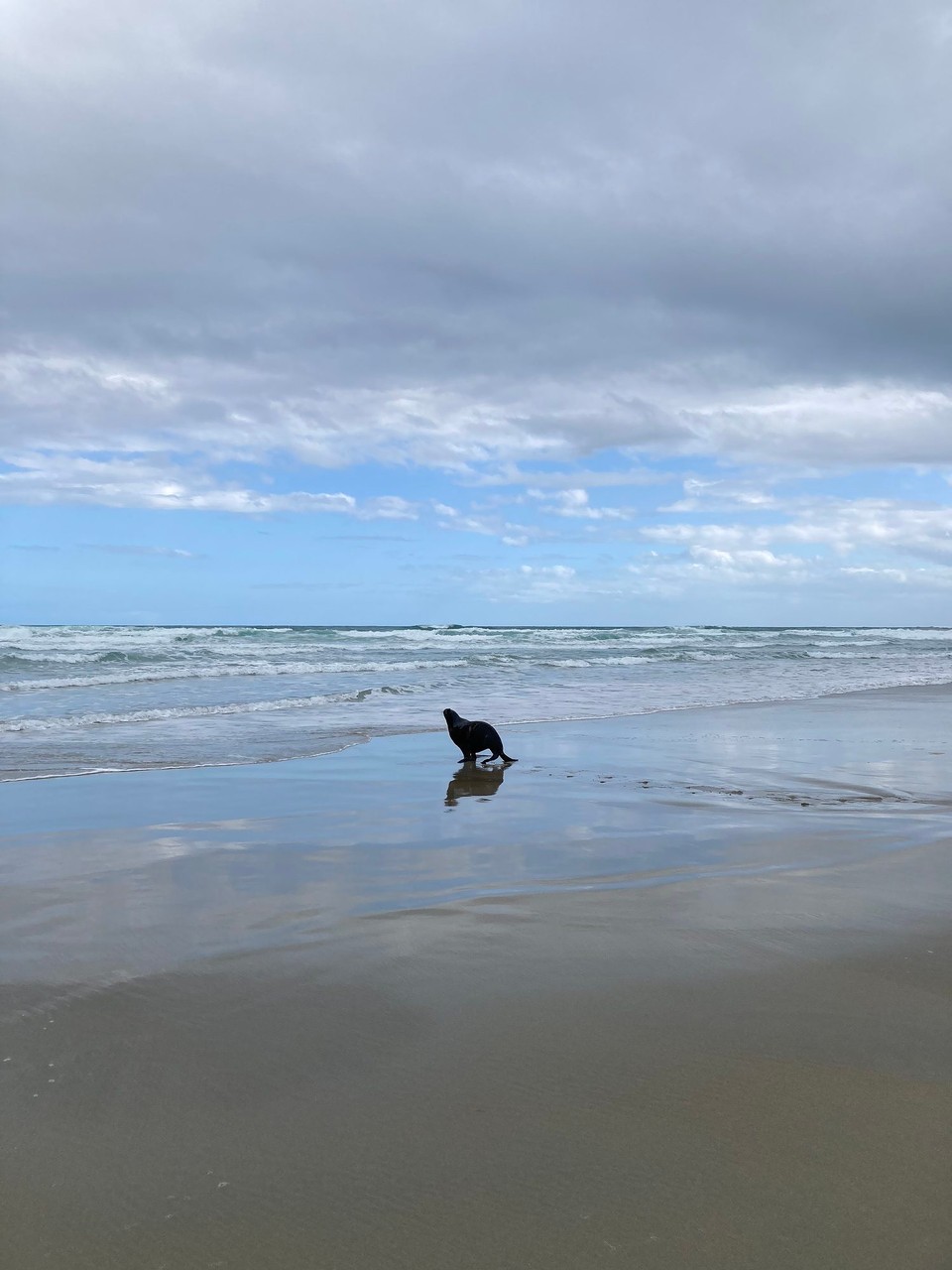 Neuseeland - Dunedin - Dann eben ab ins Wasser 🤪