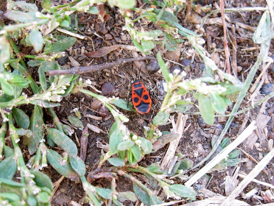 Deutschland - Geisenheim - 