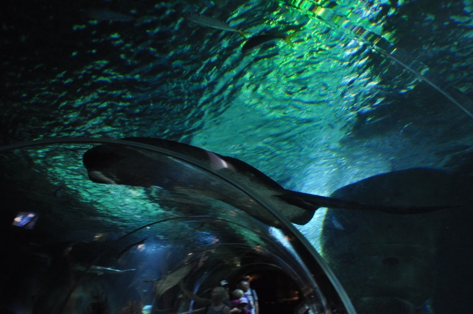 Neuseeland - Auckland - 