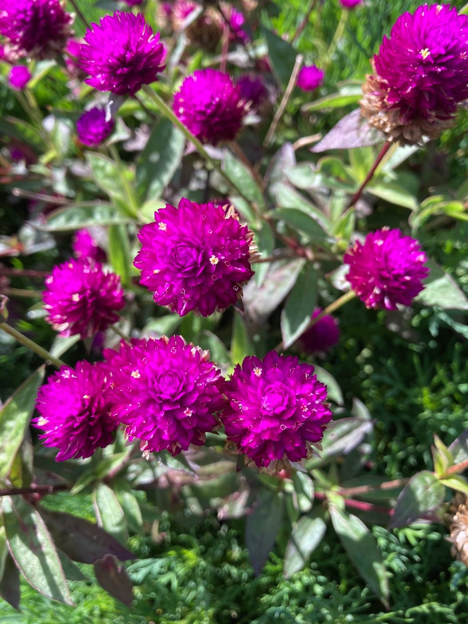 Malaysia - Tanah Rata - Blüte in der Blüte 😃