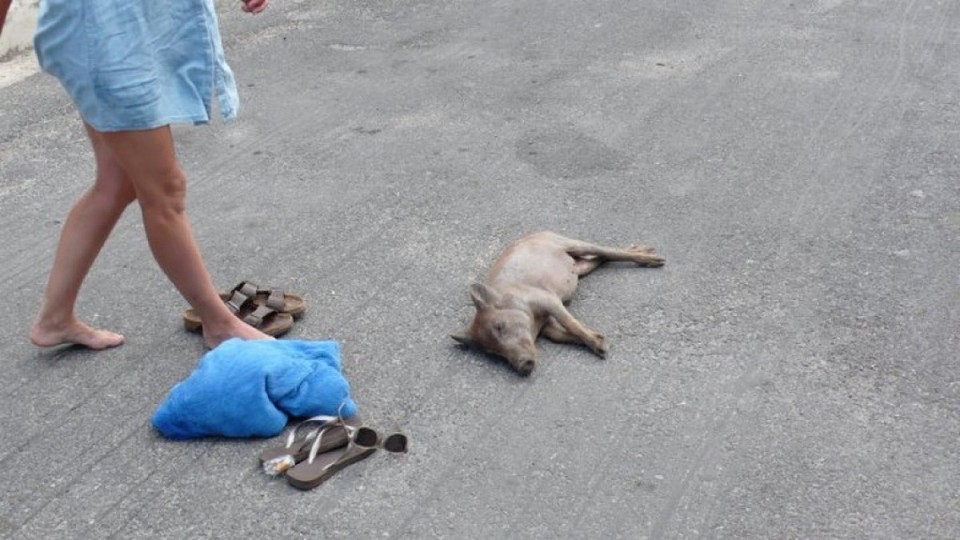 Kuba - Cabo de San Antonio - Hotelferkel.