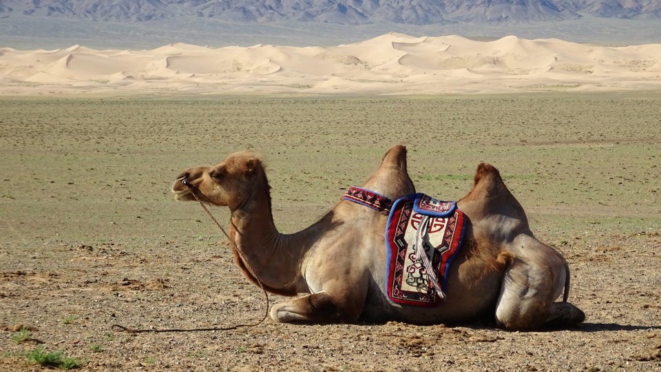 unbekannt - Gobi Desert - My camel