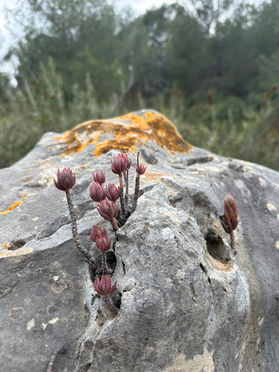 Spanien - Gata de Gorgos - 