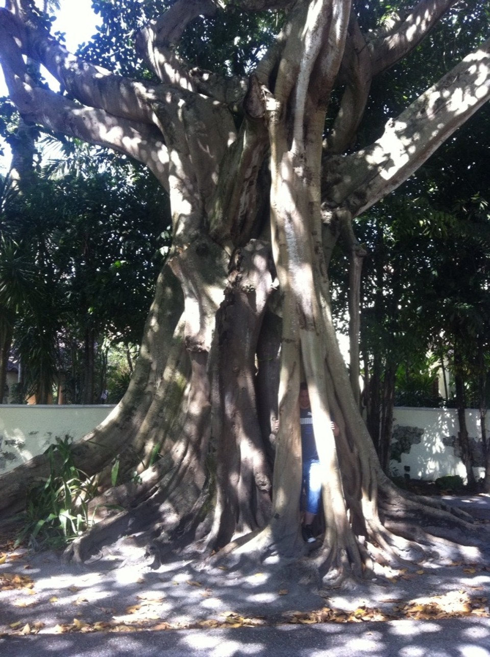 Egyesült Államok - Coral Gables - 