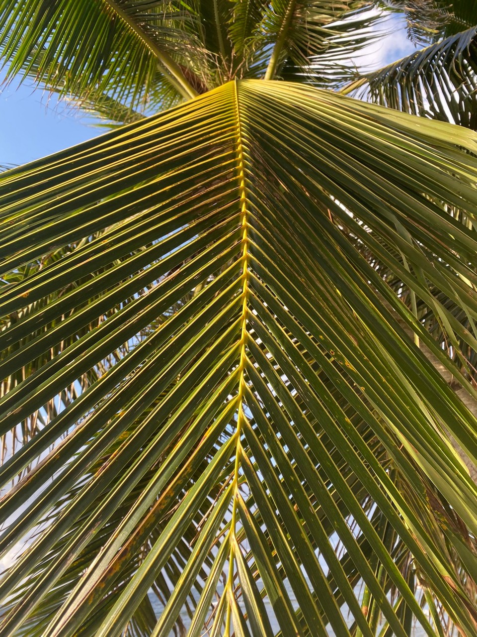 Panama -  - 