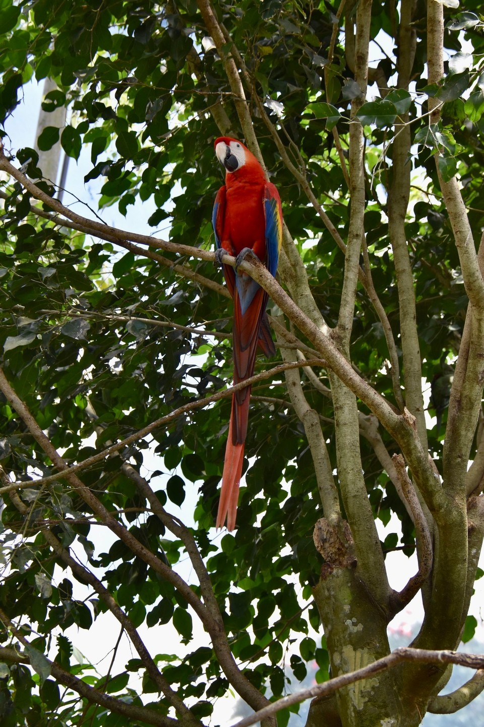 Australien - Kuranda - 