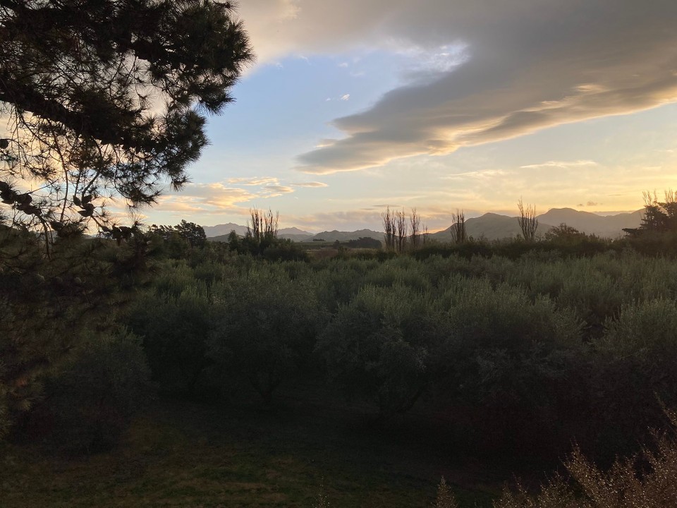 Neuseeland - Ward - Olivenbäumchen auf der Farm
