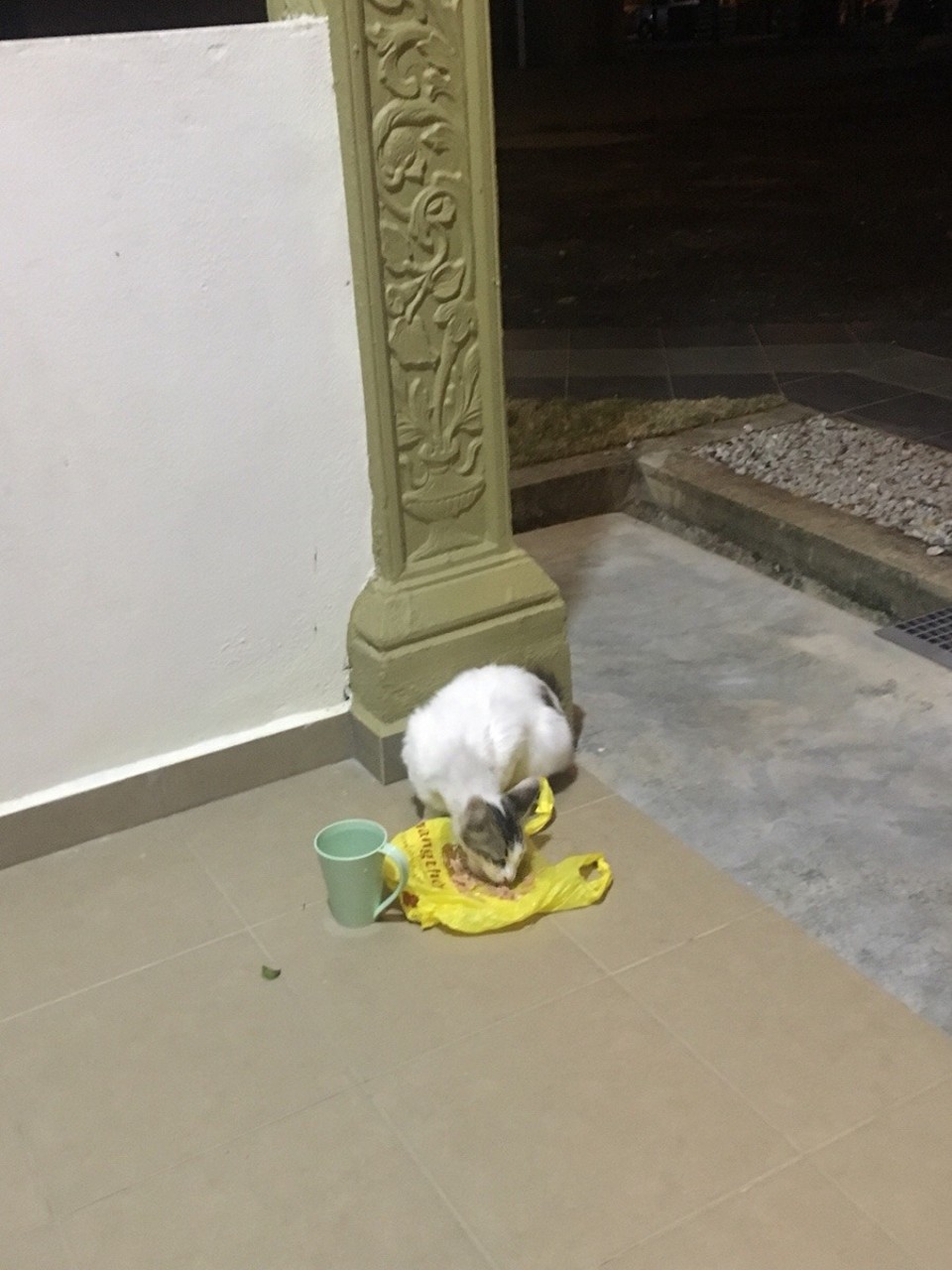Malaysia - Kuah - 🐱 