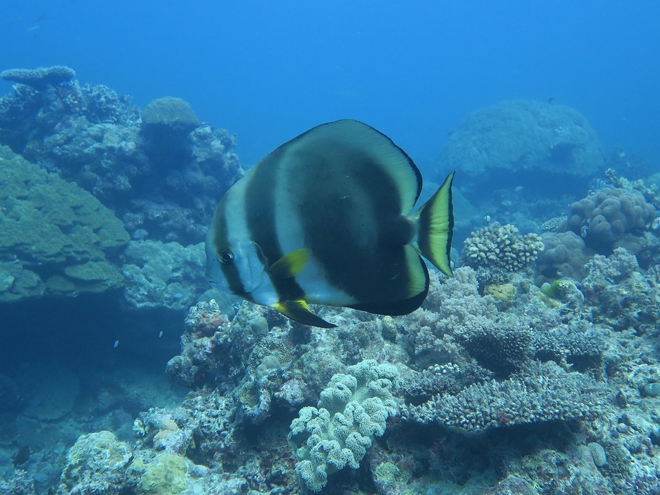 Australia - Cairns City - Platax