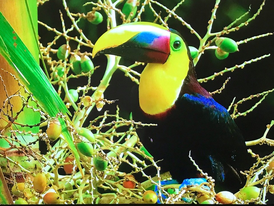Costa Rica - San Carlos - 