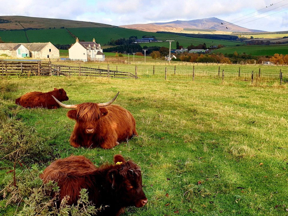 United Kingdom - Forres - Highland coos near The Glenlivet distillery