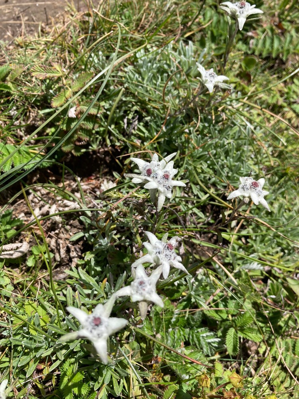 Station 39 -  - Ach ist der Himalaya edel - ja ich weiß 🤪 Eben Edelweiß 