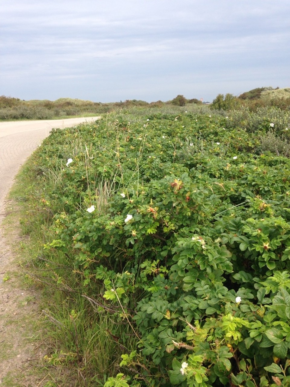 Deutschland - Borkum - 