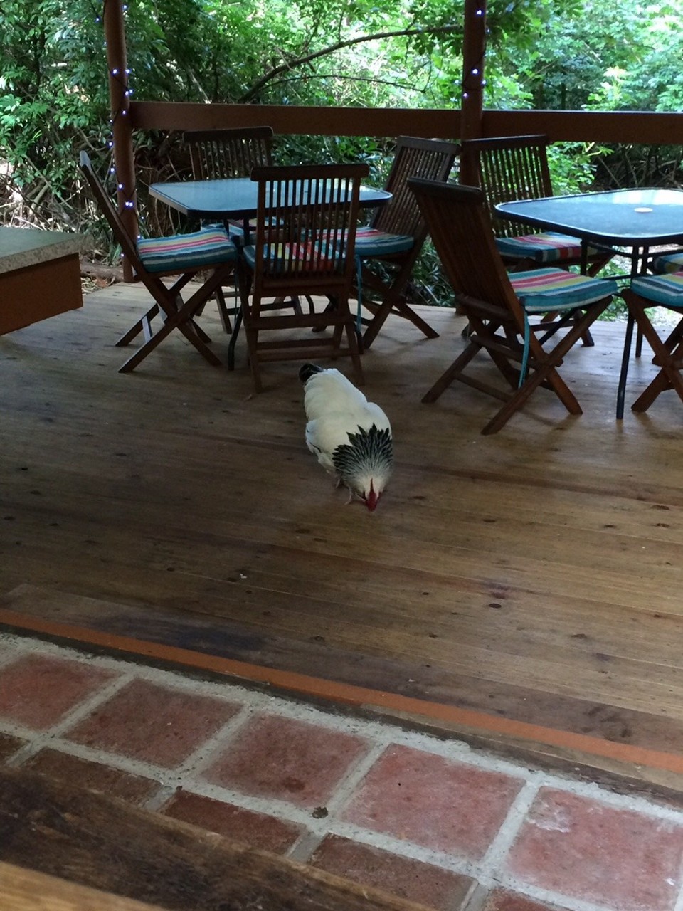 Australien - Anna Bay - The neighbours rooster checking out if the grass is greener on the other side. 