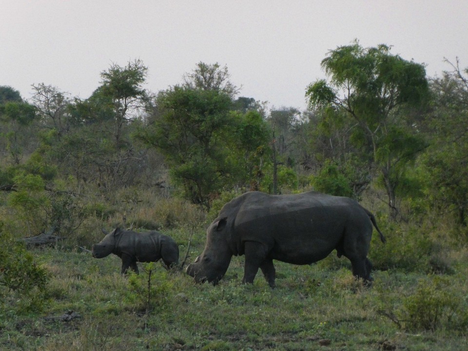 Südafrika - Kruger-Nationalpark - 