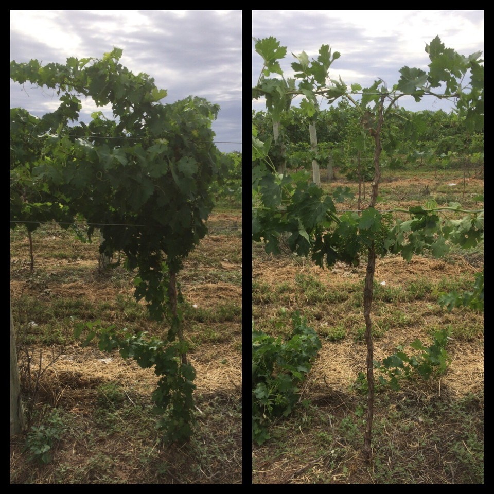 Australia - Wentworth - Before and after pic of a vine. 