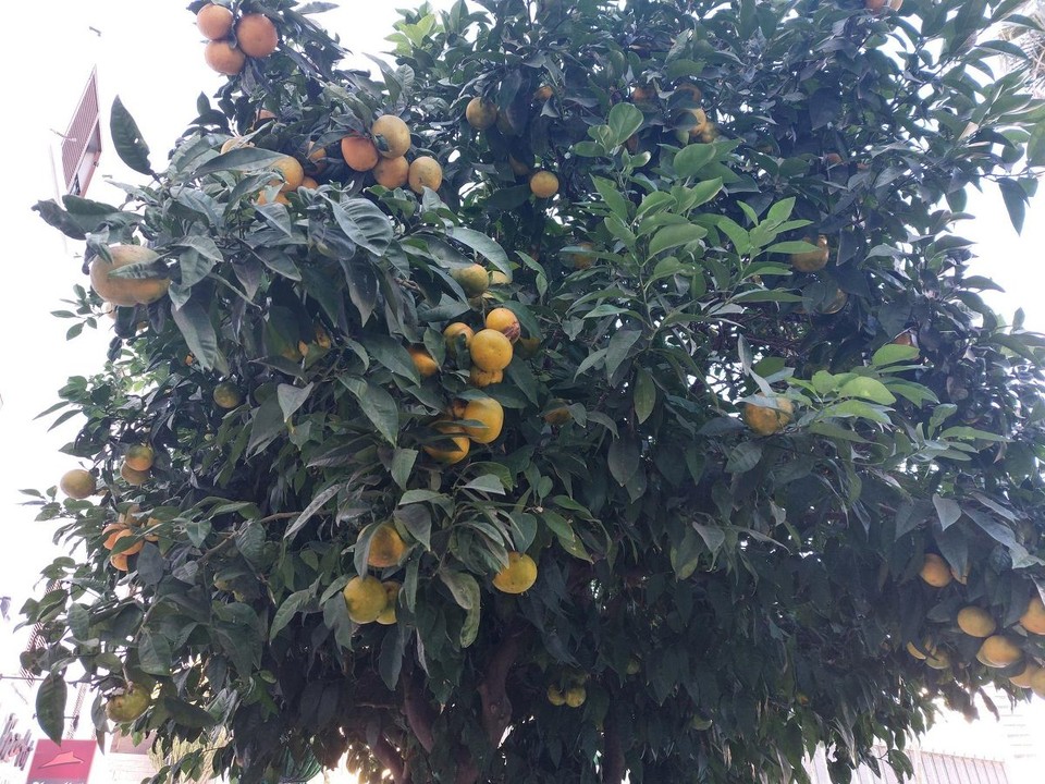 Gibraltar - unbekannt - Hier im Süden gibt es Südfrüchte am Baum ohne Ende.