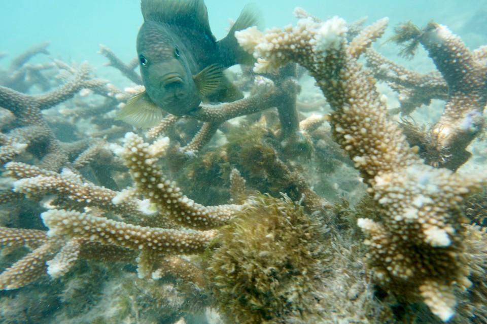 Malediven -  - Also waren wir erst mal wieder bei unseren Kumpels und haben sie geweckt.