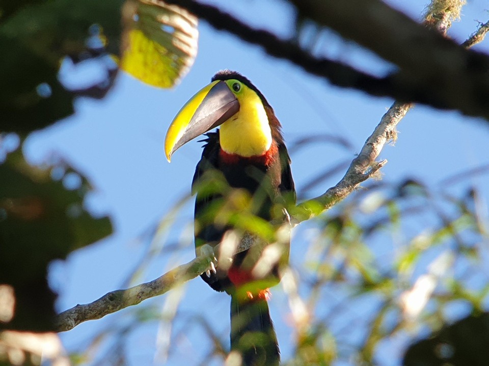 Ecuador - Mindo Valley - Choco Toucan