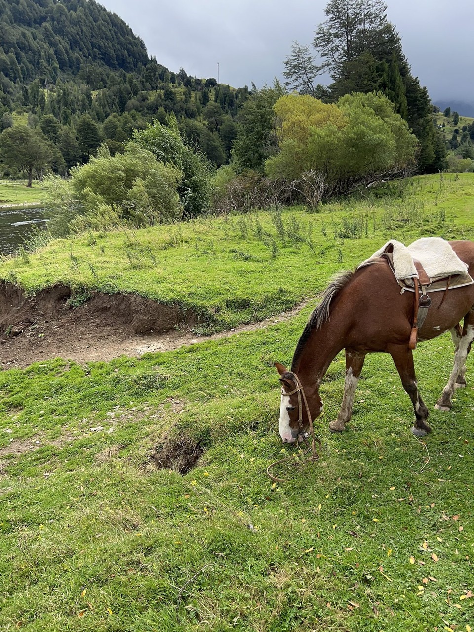 Chile - Puerto Chacabuco - My guide’s horse